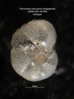 To NMNH Paleobiology Collection (Valvulineria araucana malagaensis 497206 holo 1)