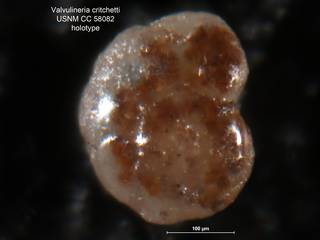 To NMNH Paleobiology Collection (Valvulineria critchetti CC 58082 holo 2)