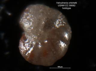 To NMNH Paleobiology Collection (Valvulineria critchetti CC 58082 holo 1)