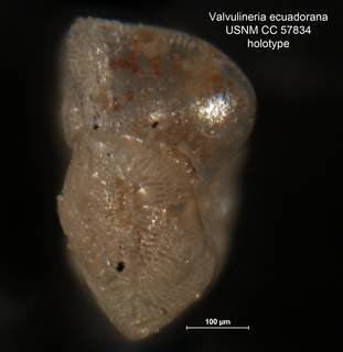 To NMNH Paleobiology Collection (Valvulineria ecuadorana CC 57834 holo 2)