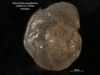 To NMNH Paleobiology Collection (Valvulineria ecuadorana CC 57834 holo 1)