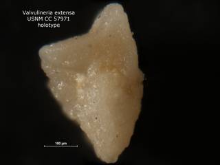 To NMNH Paleobiology Collection (Valvulineria extensa CC 57971 holo 2)