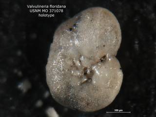 To NMNH Paleobiology Collection (Valvulineria floridana 371078 holo broke)