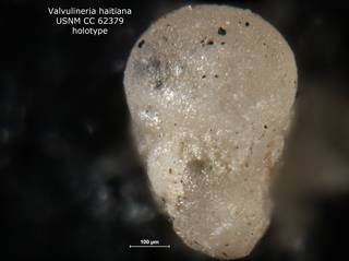 To NMNH Paleobiology Collection (Valvulineria haitiana CC62379 holo 2)