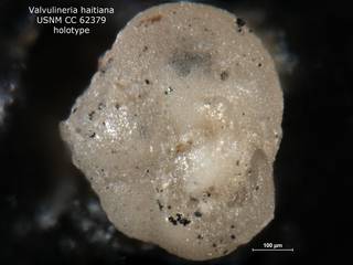 To NMNH Paleobiology Collection (Valvulineria haitiana CC62379 holo 1)