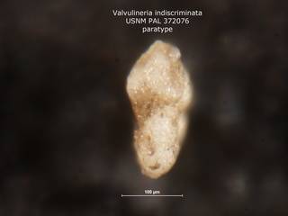 To NMNH Paleobiology Collection (Valvulineria indiscriminata 372076 para 2)