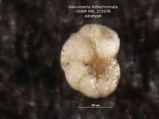 To NMNH Paleobiology Collection (Valvulineria indiscriminata 372076 para 1)