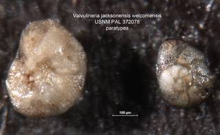 To NMNH Paleobiology Collection (Valvulineria jacksonensis welcomensis 372078 paras)