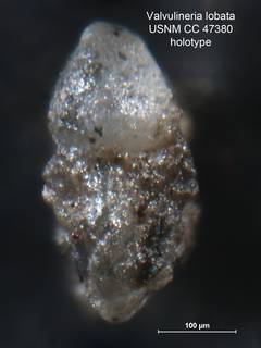 To NMNH Paleobiology Collection (Valvulineria lobata CC 47380 holo2)