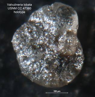 To NMNH Paleobiology Collection (Valvulineria lobata CC 47380 holo1)