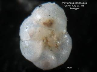 To NMNH Paleobiology Collection (Valvulineria nonionoides 237415 holo1)