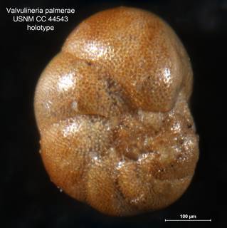 To NMNH Paleobiology Collection (Valvulineria palmerae CC 44543 holo1)