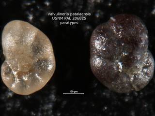 To NMNH Paleobiology Collection (Valvulineria patalaensis 206825 para rt)