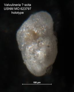 To NMNH Paleobiology Collection (Valvulineria scita MO 623797 holo 2)
