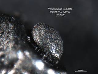 To NMNH Paleobiology Collection (Vasiglobulina reticulata PAL 308000 holo 2)