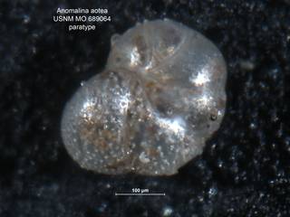 To NMNH Paleobiology Collection (Anomalina aotea USNM689064 para)