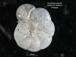 To NMNH Paleobiology Collection (Anomalina atlantis CC30260A holo 1)