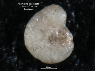 To NMNH Paleobiology Collection (Anomalina basilobata CC38214 holo 2)