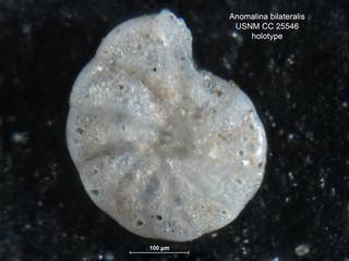 To NMNH Paleobiology Collection (Anomalina bilateralis CC25546 holo 2)