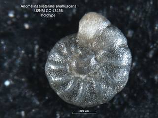 To NMNH Paleobiology Collection (Anomalina bilateralis var anahuacana CC43256 holo 1)