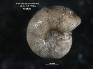 To NMNH Paleobiology Collection (Anomalina californiensis CC22123 holo 1)