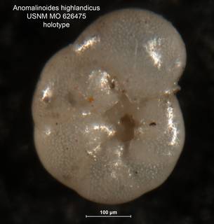 To NMNH Paleobiology Collection (Anomalinoides highlandicus MO626475 holo 1)