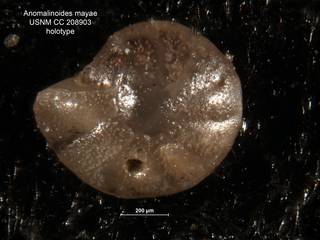To NMNH Paleobiology Collection (Anomalinoides mayae PAL208903 holo)