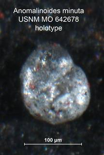 To NMNH Paleobiology Collection (Anomalinoides minuta MO642678 holo)