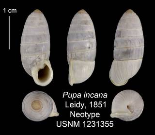 To NMNH Extant Collection (IZ 1231355 Shell Plate Neotype)