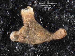 To NMNH Paleobiology Collection (Aschemonella louisiana MO641226 holo)
