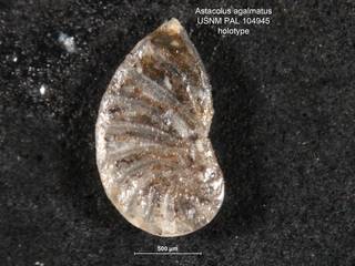 To NMNH Paleobiology Collection (Astacolus agalmatus PAL104945 holo 1)