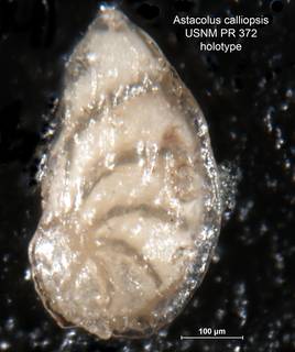 To NMNH Paleobiology Collection (Astacolus calliopsis PR372 holo)