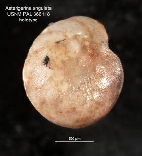 To NMNH Paleobiology Collection (Asterigerina angulata PAL366118 holo 2)