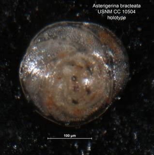 To NMNH Paleobiology Collection (Asterigerina bracteata CC10504 holo 2)