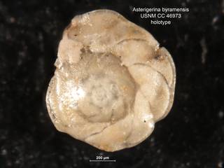 To NMNH Paleobiology Collection (Asterigerina byramensis CC46973 holo 2)