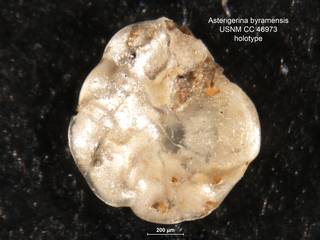To NMNH Paleobiology Collection (Asterigerina byramensis CC46973 holo 1)