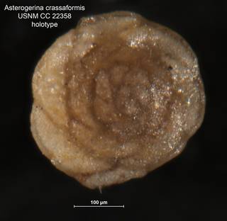 To NMNH Paleobiology Collection (Asterigerina crassaformis CC22358 holo 2)