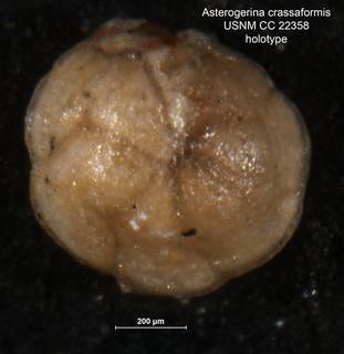 To NMNH Paleobiology Collection (Asterigerina crassaformis CC22358 holo 1)