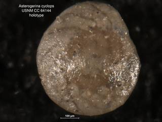 To NMNH Paleobiology Collection (Asterigerina cyclops CC64144 holo 2)