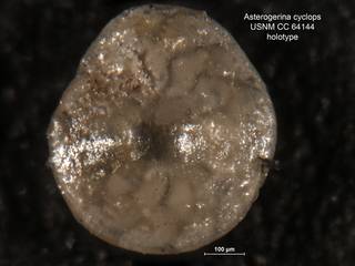 To NMNH Paleobiology Collection (Asterigerina cyclops CC64144 holo 1)