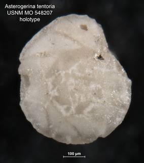 To NMNH Paleobiology Collection (Asterigerina tentoria MO548207 holo 2)