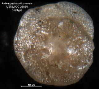 To NMNH Paleobiology Collection (Asterigerina wilcoxensis CC28850 holo 1)