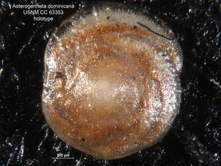To NMNH Paleobiology Collection (Asterigerinata dominicana CC63353 holo 2)