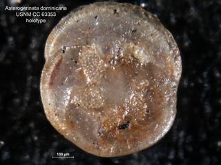 To NMNH Paleobiology Collection (Asterigerinata dominicana CC63353 holo 1)