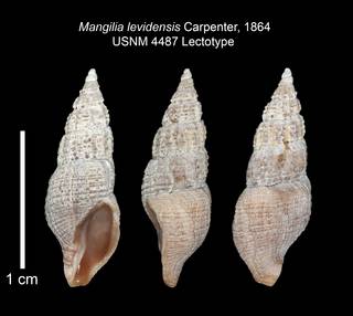 To NMNH Extant Collection (IZ MOL 4487 Lectotype Shell Plate)