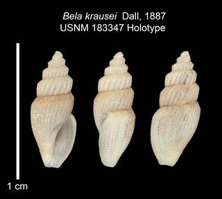 To NMNH Extant Collection (IZ MOL 183347 Holotype Shell Plate)