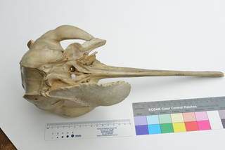 To NMNH Extant Collection (MMP Odontoceti Platanista gangetica USNM 23456 skull earbones)