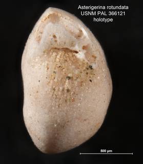 To NMNH Paleobiology Collection (Asterigerina rotundata PAL 366121 holo 2)