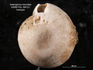 To NMNH Paleobiology Collection (Asterigerina rotundata PAL 366121 holo 1)