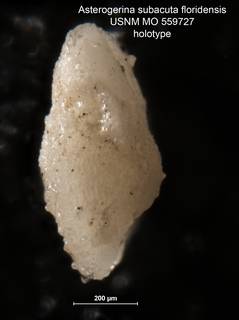 To NMNH Paleobiology Collection (Asterigerina subacuta floridensis MO 559727 holo 2)